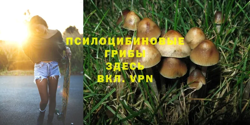 Псилоцибиновые грибы Psilocybe  Кизляр 